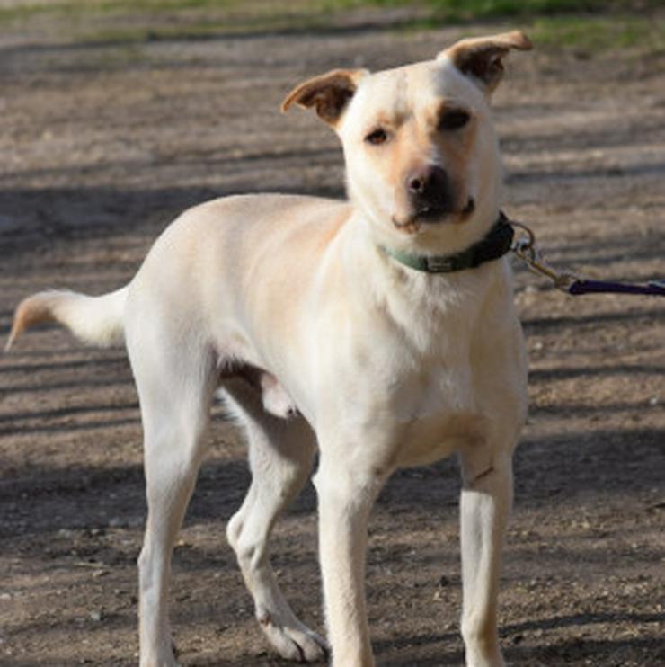 Bild 11: Rüde Lescó ist ein charmanter Mischling.