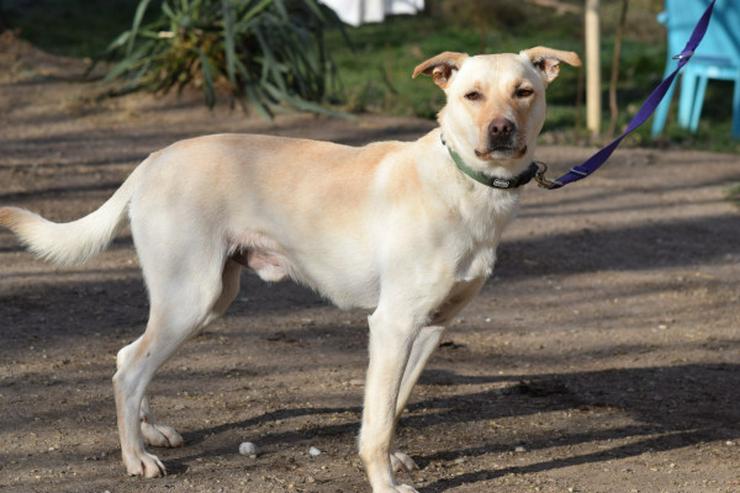 Bild 4: Rüde Lescó ist ein charmanter Mischling.