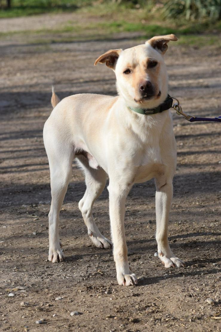 Bild 7: Rüde Lescó ist ein charmanter Mischling.