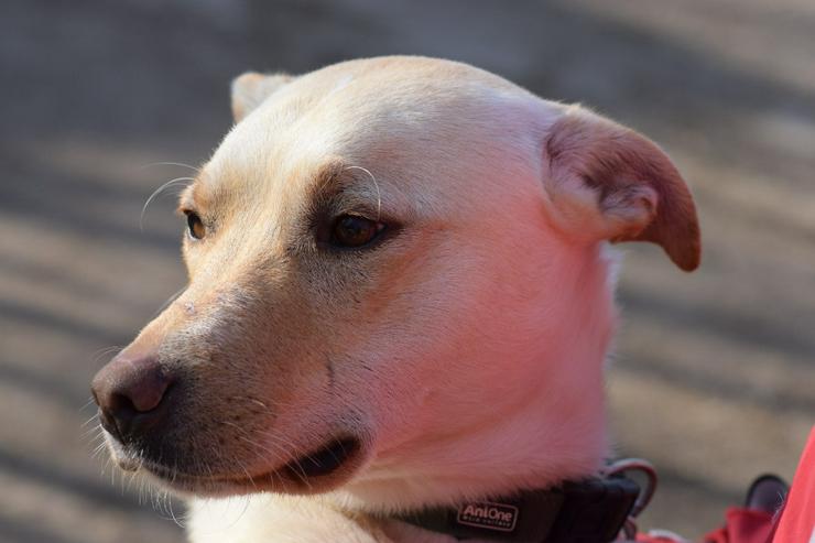 Bild 6: Rüde Lescó ist ein charmanter Mischling.