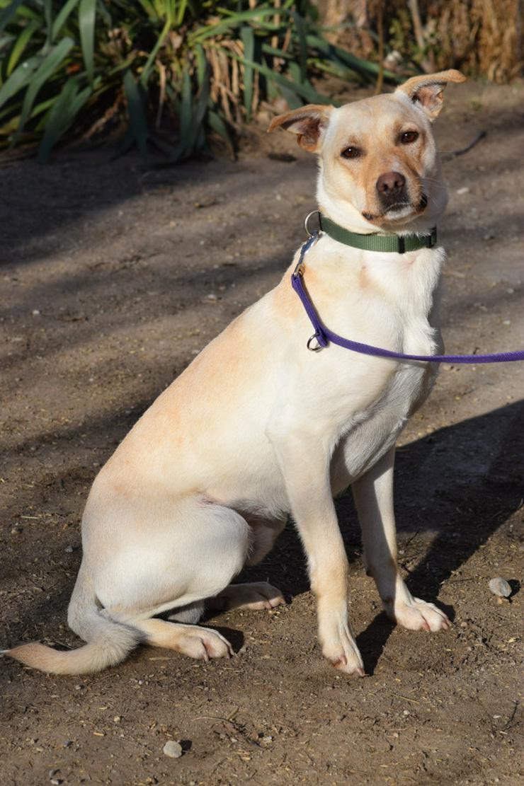 Bild 5: Rüde Lescó ist ein charmanter Mischling.