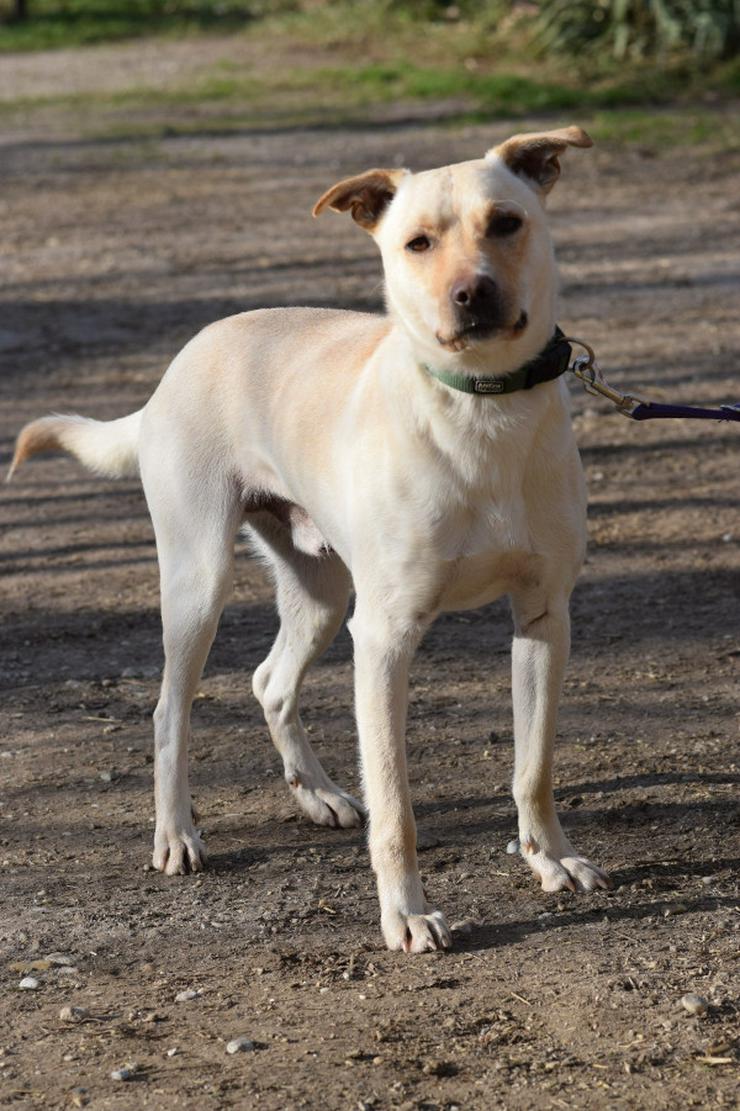 Bild 3: Rüde Lescó ist ein charmanter Mischling.