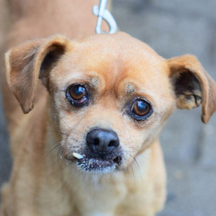 Bild 7: Dino ist ein charmanter Mischlingsrüde.