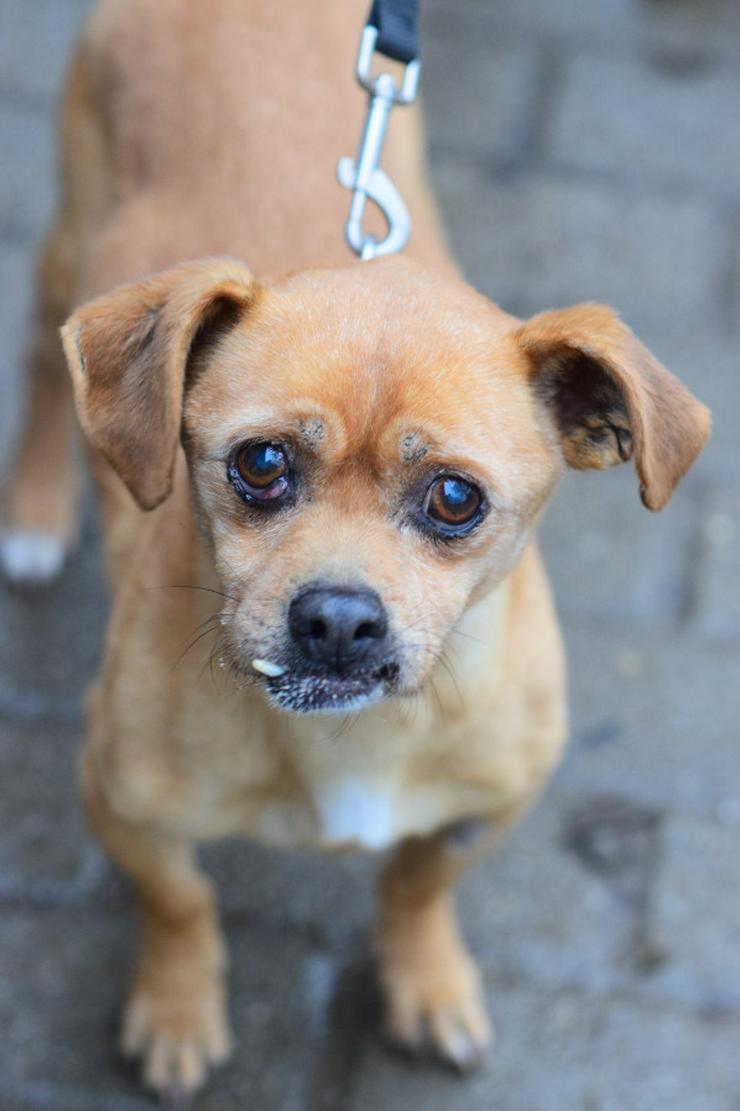 Bild 3: Dino ist ein charmanter Mischlingsrüde.