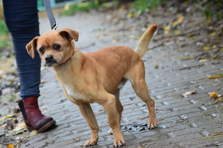 Bild 5: Dino ist ein charmanter Mischlingsrüde.