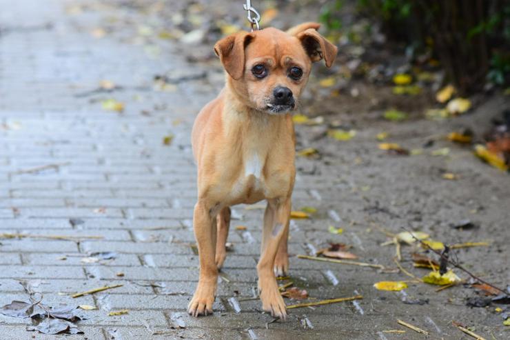 Bild 4: Dino ist ein charmanter Mischlingsrüde.