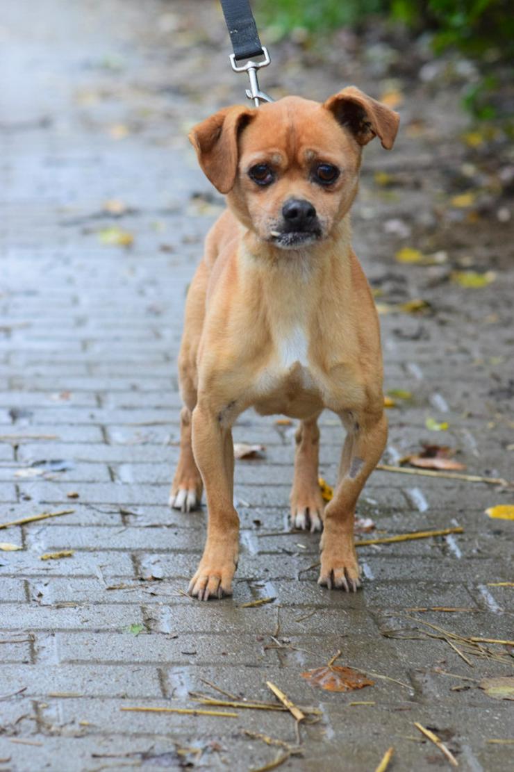 Bild 2: Dino ist ein charmanter Mischlingsrüde.