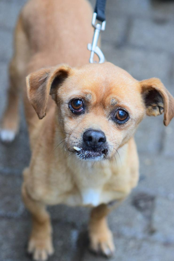 Dino ist ein charmanter Mischlingsrüde. - Mischlingshunde - Bild 1