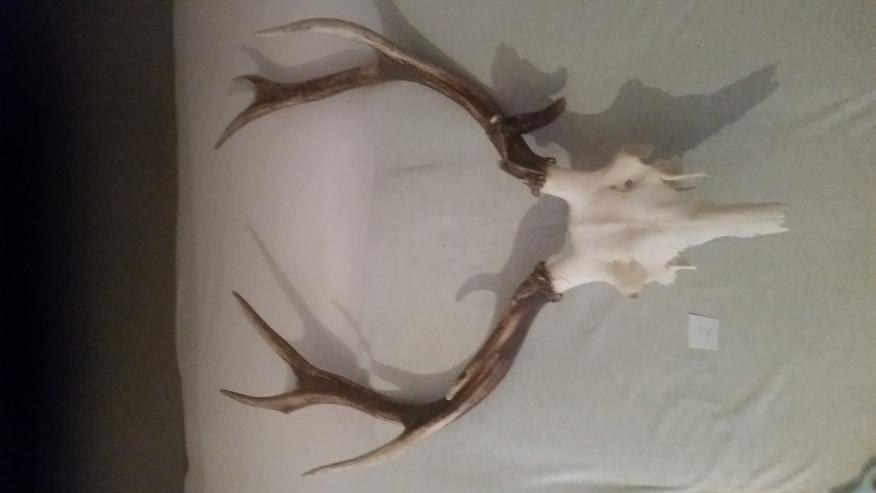 N2 Trophäe Schönes Hirschgeweih Rotwild 10  Ender  Abmasse ca 72x90c - Figuren & Objekte - Bild 1