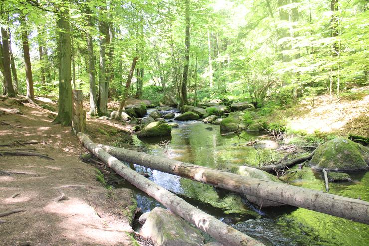 Bild 14: Ferien mit Mau & Wau - Luftkurort Falkenstein - Bayerischer Wald