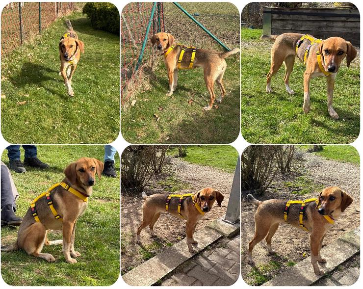 Teela – neugierige, soziale und freundliche Hündin