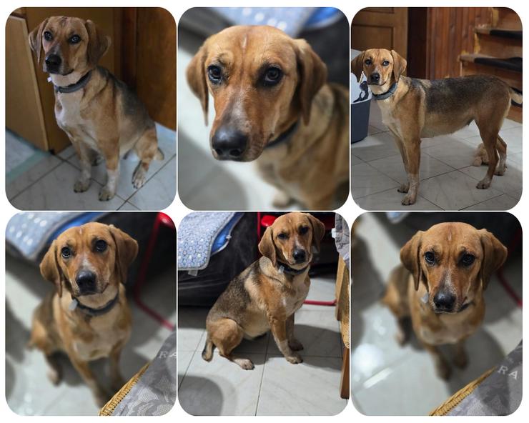 Teela – neugierige, soziale und freundliche Hündin - Mischlingshunde - Bild 1