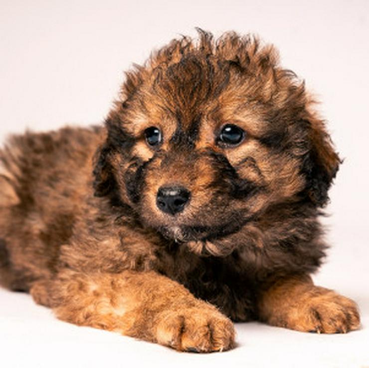 Bild 12: 🐶 Priya, ein süßes Welpenmädchen, sucht ein schönes Zuhause.