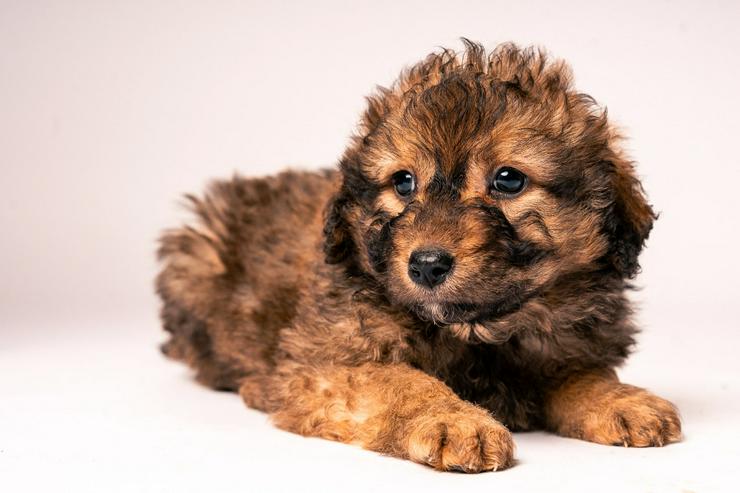 Bild 2: 🐶 Priya, ein süßes Welpenmädchen, sucht ein schönes Zuhause.