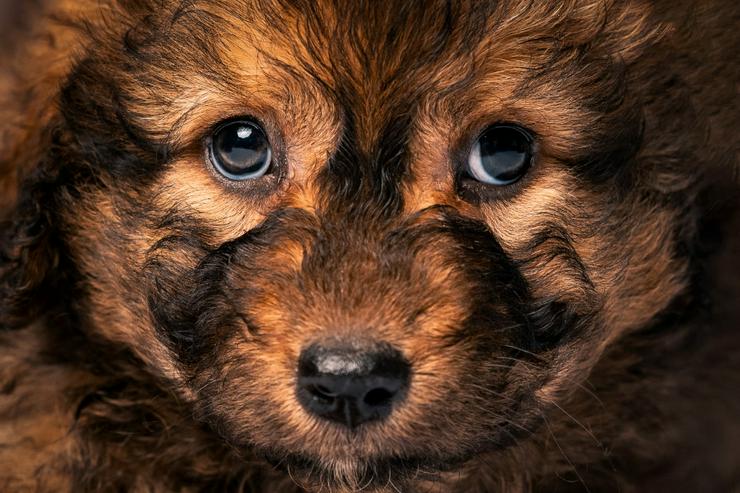 Bild 5: 🐶 Priya, ein süßes Welpenmädchen, sucht ein schönes Zuhause.