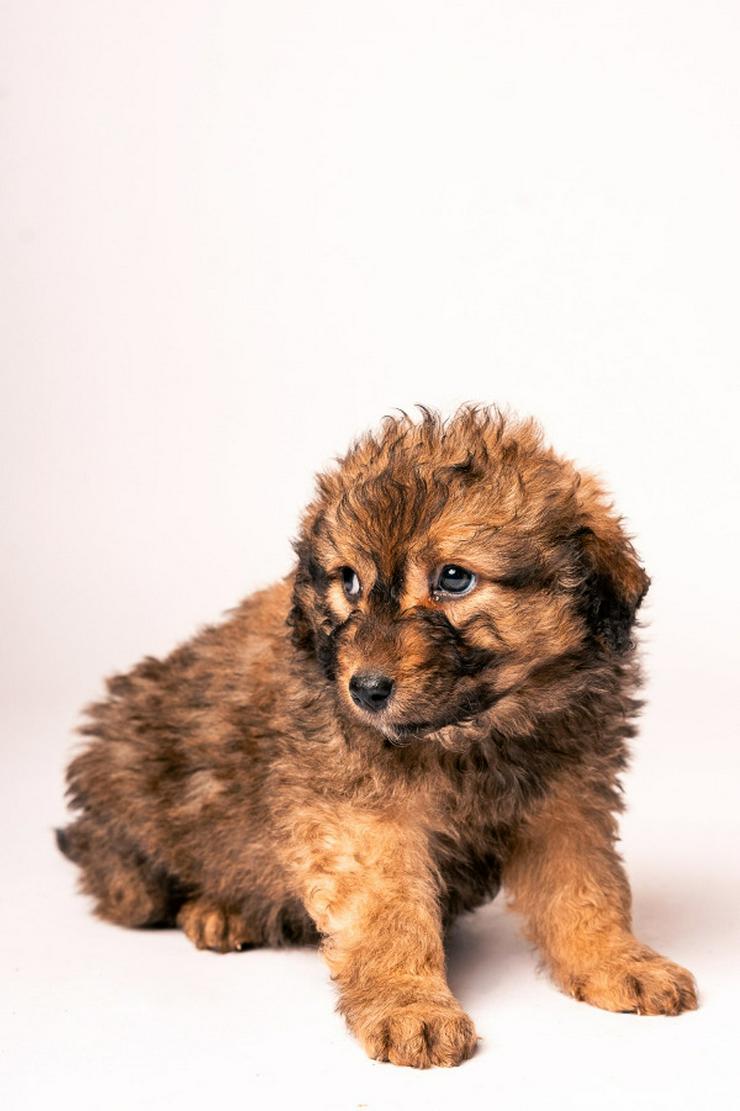 Bild 4: 🐶 Priya, ein süßes Welpenmädchen, sucht ein schönes Zuhause.