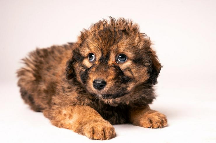 Bild 6: 🐶 Priya, ein süßes Welpenmädchen, sucht ein schönes Zuhause.