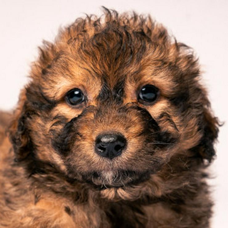 Bild 11: 🐶 Priya, ein süßes Welpenmädchen, sucht ein schönes Zuhause.