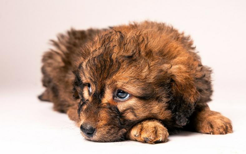 Bild 7: 🐶 Priya, ein süßes Welpenmädchen, sucht ein schönes Zuhause.