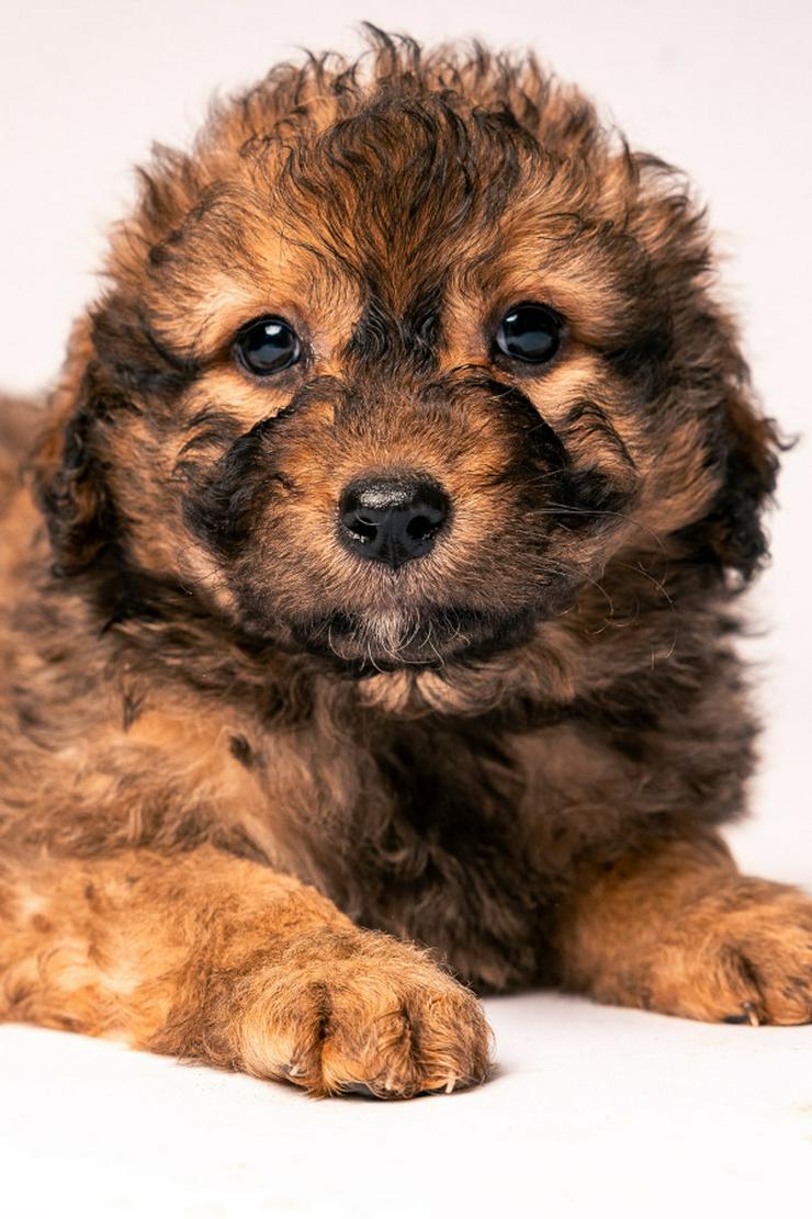 🐶 Priya, ein süßes Welpenmädchen, sucht ein schönes Zuhause.