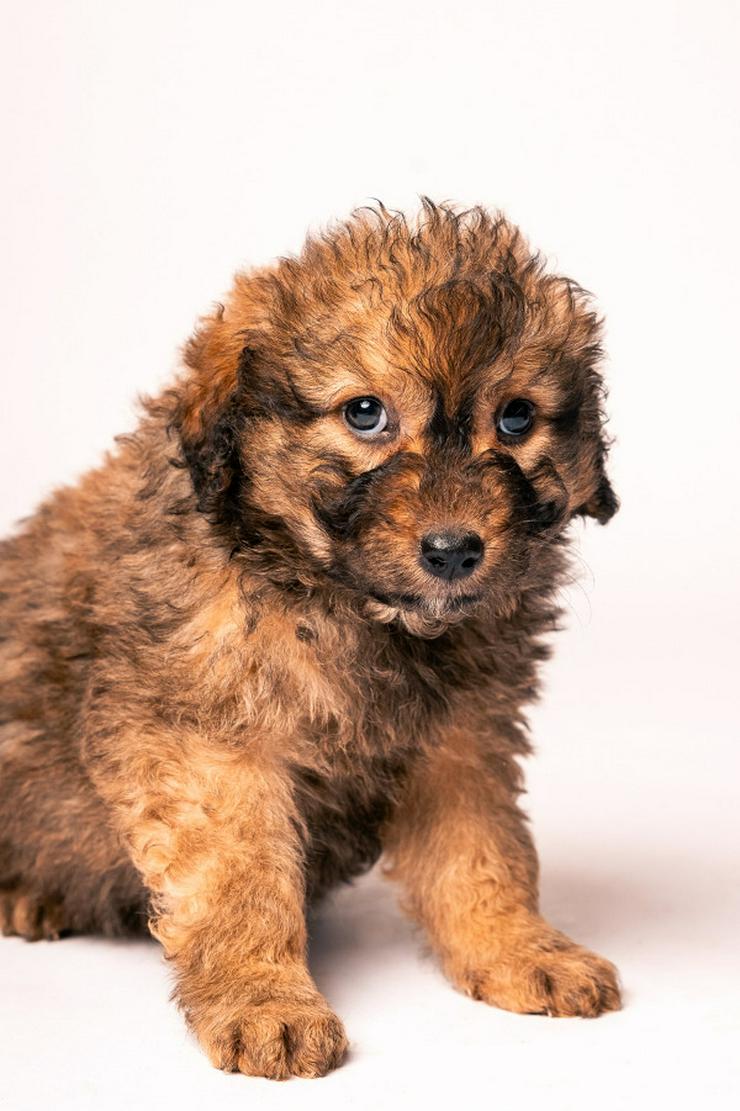 Bild 3: 🐶 Priya, ein süßes Welpenmädchen, sucht ein schönes Zuhause.