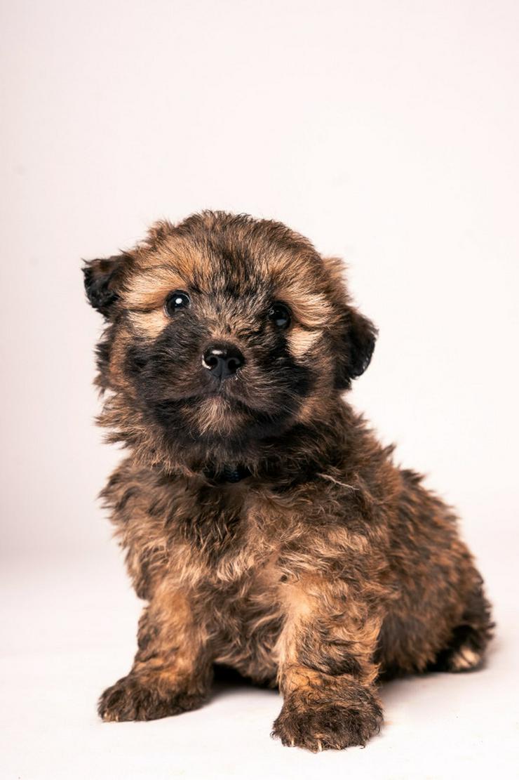🐶 Leni, ein süßes Welpenmädchen, sucht ein schönes Zuhause. 
