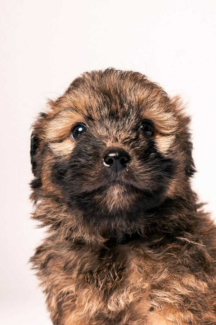 Bild 2: 🐶 Leni, ein süßes Welpenmädchen, sucht ein schönes Zuhause. 