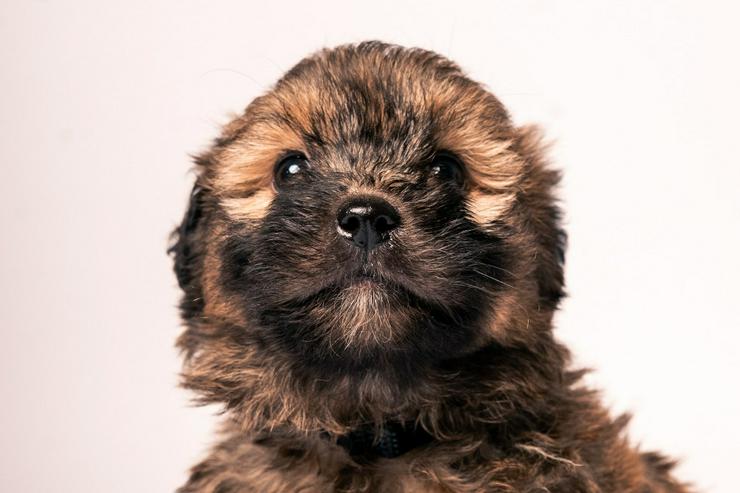 Bild 3: 🐶 Leni, ein süßes Welpenmädchen, sucht ein schönes Zuhause. 