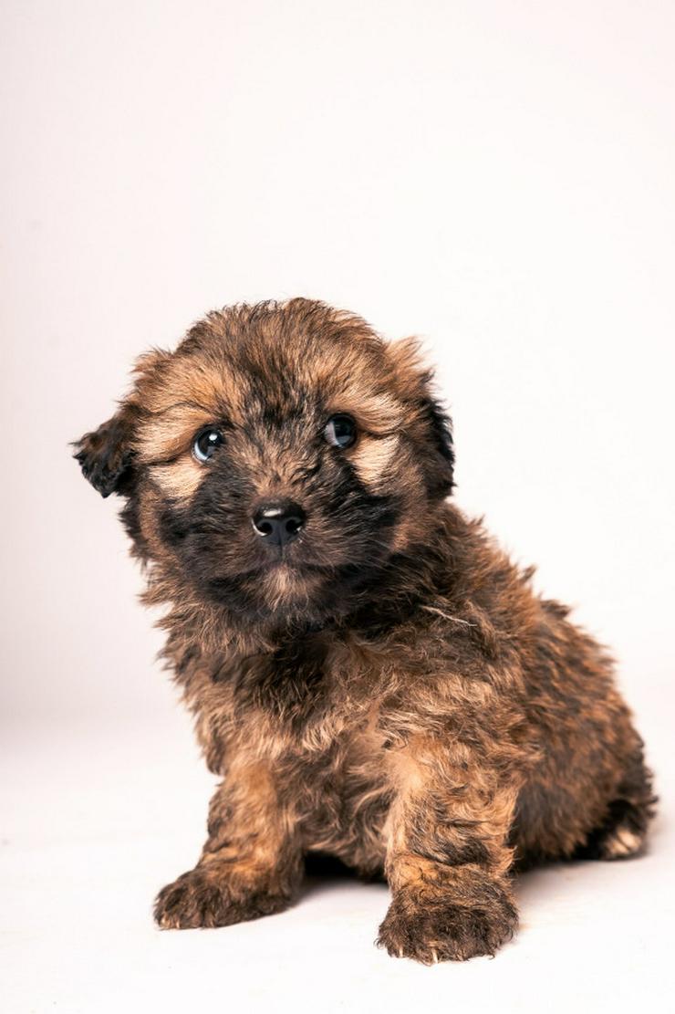 Bild 6: 🐶 Leni, ein süßes Welpenmädchen, sucht ein schönes Zuhause. 