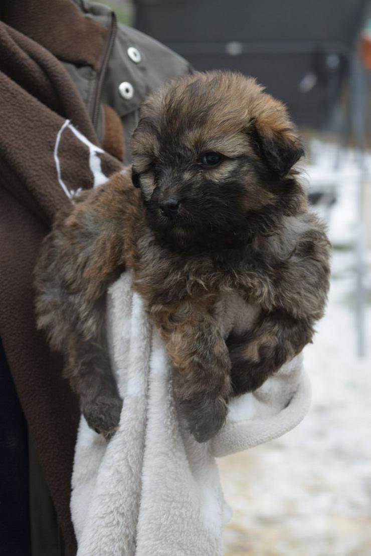 Bild 8: 🐶 Leni, ein süßes Welpenmädchen, sucht ein schönes Zuhause. 