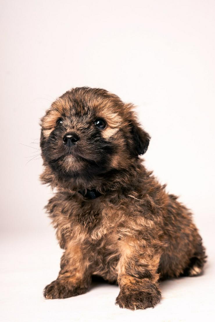 Bild 4: 🐶 Leni, ein süßes Welpenmädchen, sucht ein schönes Zuhause. 