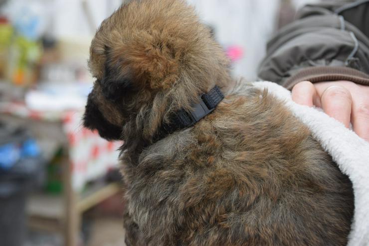 Bild 9: 🐶 Leni, ein süßes Welpenmädchen, sucht ein schönes Zuhause. 