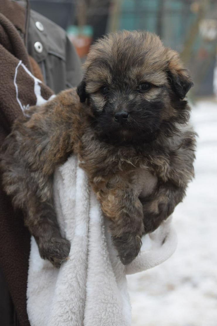 Bild 7: 🐶 Leni, ein süßes Welpenmädchen, sucht ein schönes Zuhause. 