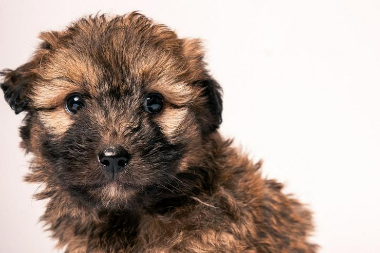 Bild 5: 🐶 Leni, ein süßes Welpenmädchen, sucht ein schönes Zuhause. 