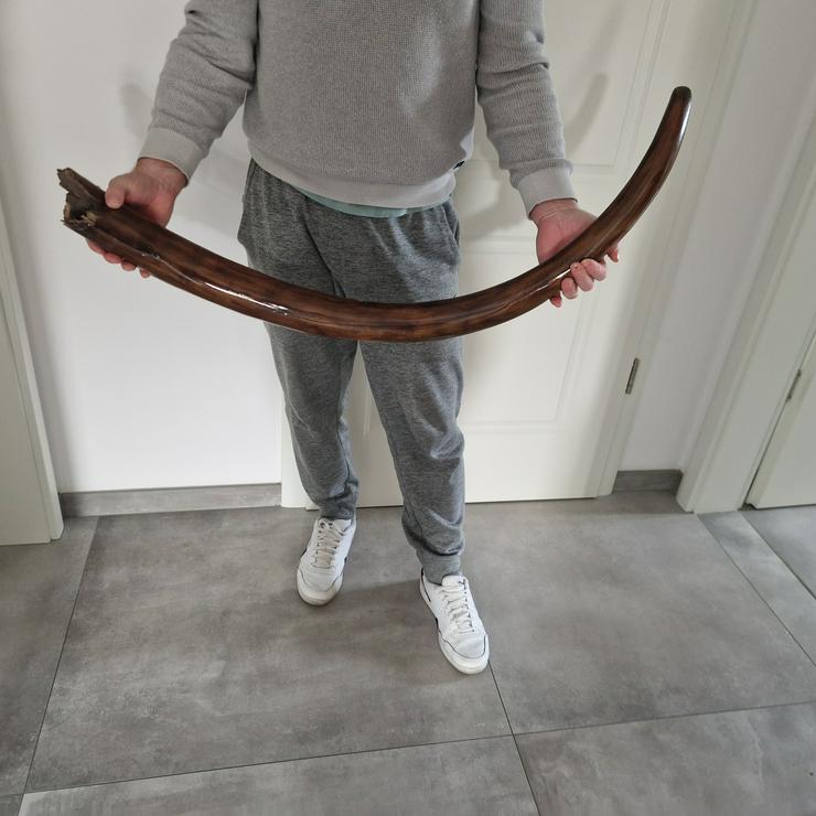 Bild 4: Mammutstoßzahn,Mammoth Tusk,Mammutzahn,Mammut,Eiszeit Fossilien