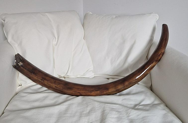 Bild 2: Mammutstoßzahn,Mammoth Tusk,Mammutzahn,Mammut,Eiszeit Fossilien