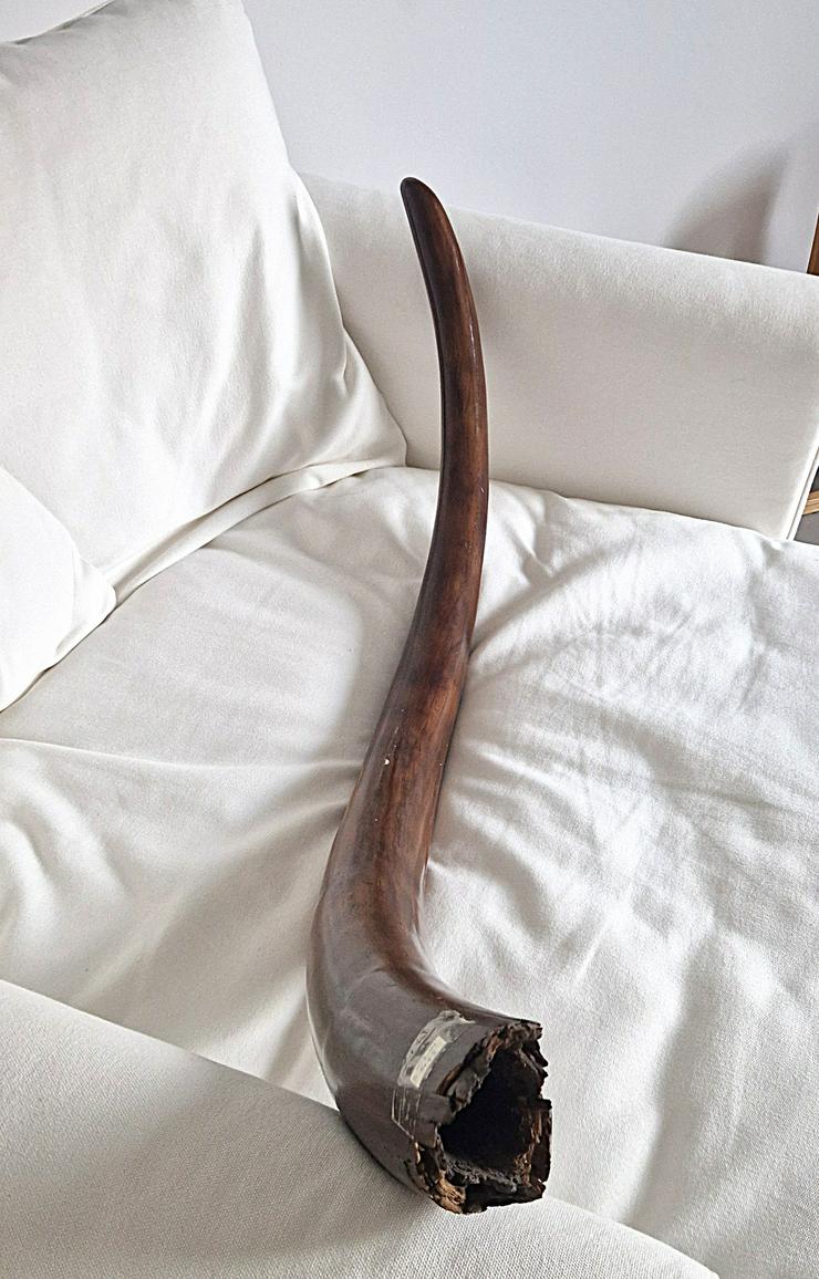 Bild 3: Mammutstoßzahn,Mammoth Tusk,Mammutzahn,Mammut,Eiszeit Fossilien