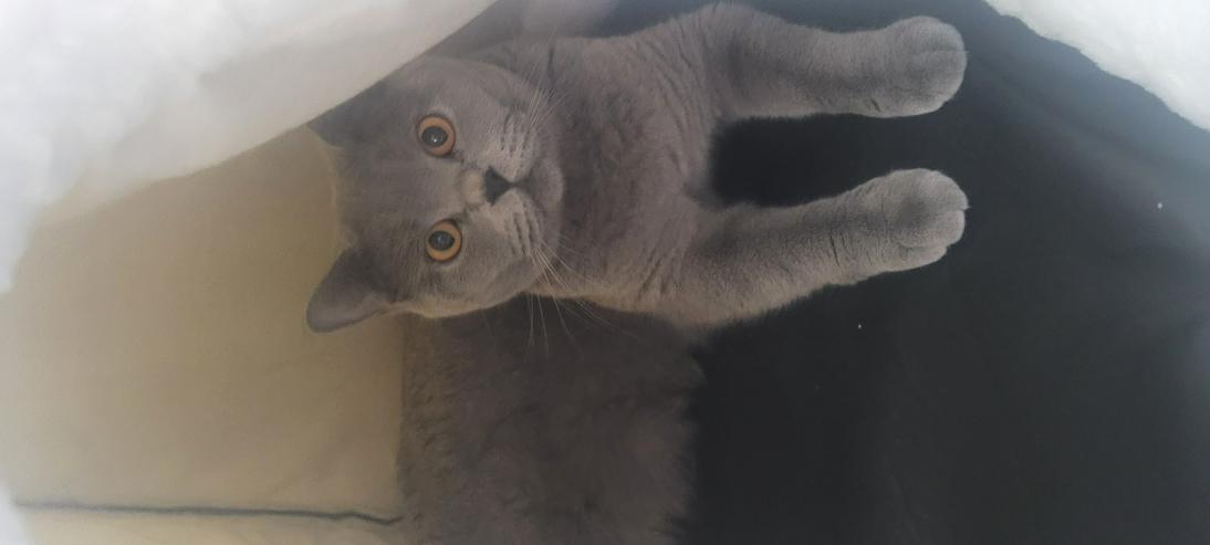 Bild 2: Acht kleine Wolken auf vier Pfoten: Unsere BKH-Bärchen in Blue suchen ihr Glück!