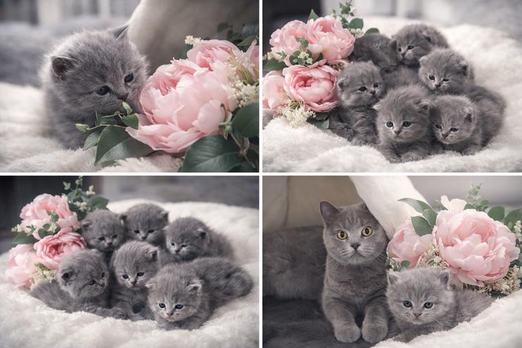 Acht kleine Wolken auf vier Pfoten: Unsere BKH-Bärchen in Blue suchen ihr Glück!