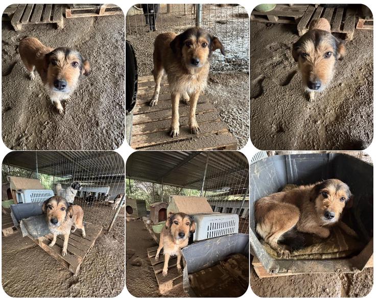 Tilda – ruhig und freundlich - Mischlingshunde - Bild 1