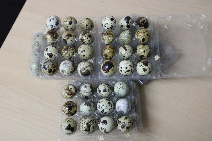 Wachtel Speise-Eier. Wachtelbruteier. Mastwachtel.