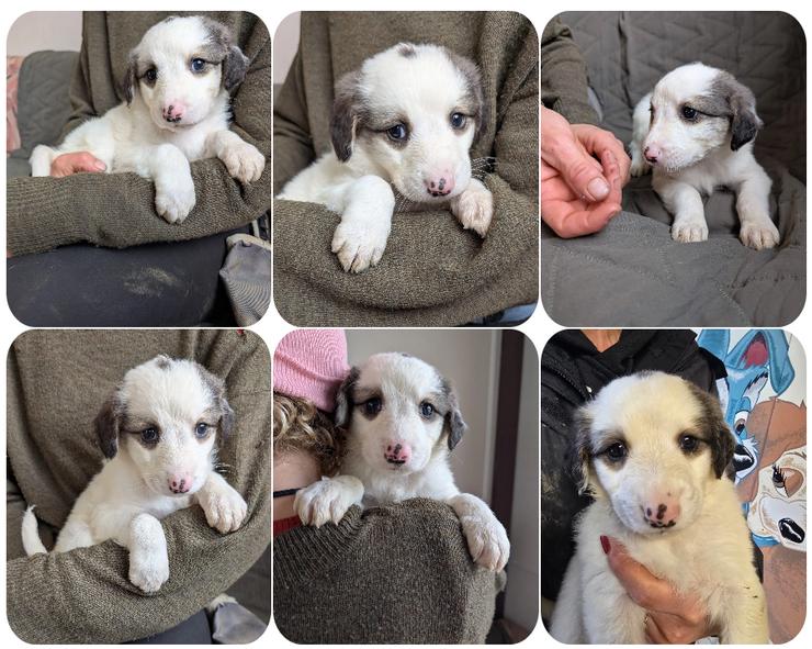 Fredi – junger Rüde mit viel Entwicklung vor sich  - Mischlingshunde - Bild 1