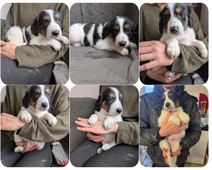 Franz – ein junger Rüde am Beginn seines Weges