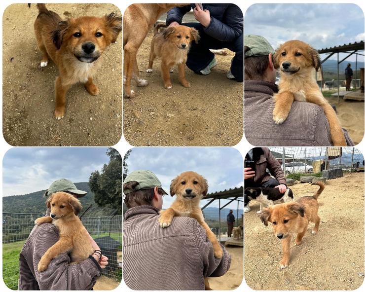 Skiouros – fröhlich und verspielt