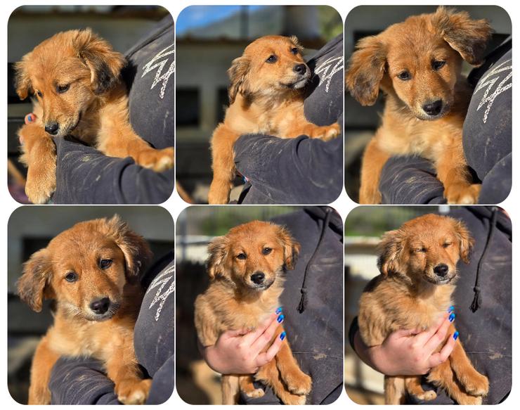 Skiouros – fröhlich und verspielt