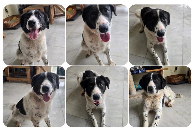 Kilida – selbstbewusste Hündin