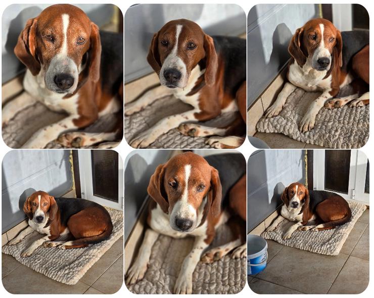 Tilly Jagdhund Mix mit großem Herz