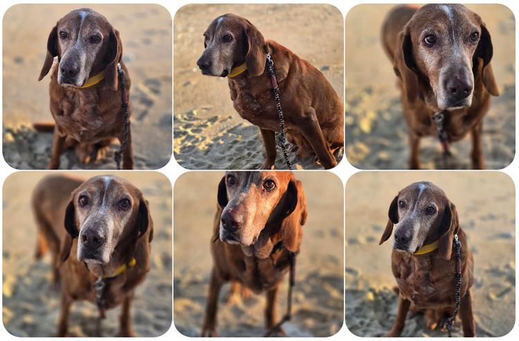 Kayo – Ein älterer Schatz auf der Suche nach Geborgenheit