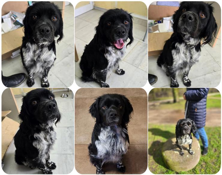 Brook – feiner Beobachter mit großem Herz