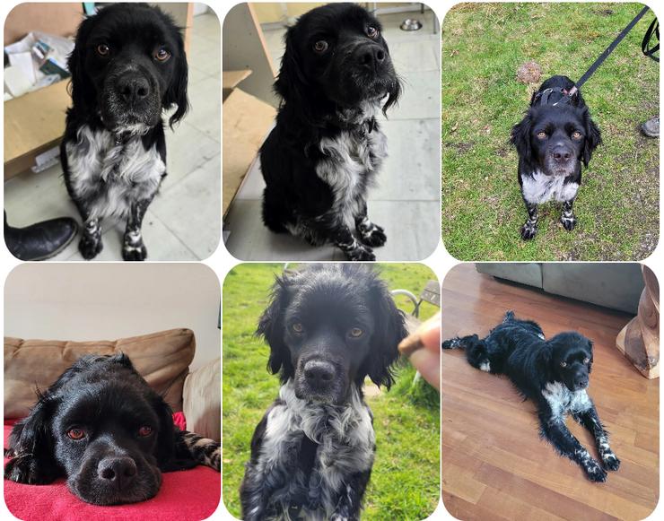 Bild 4: Brook – feiner Beobachter mit großem Herz